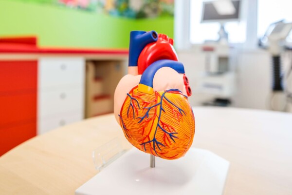 Anatomisches Herzmodell auf einem Tisch vor unscharfer roter Untersuchungsliege und hellgr&uuml;ner Wand sowie Fenster.